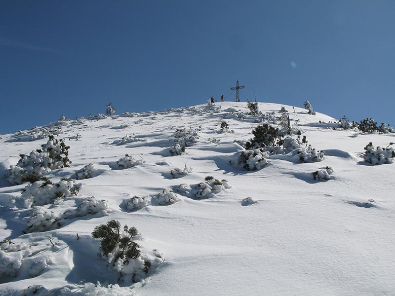 leonsberg